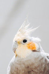 Portrait d'une petite perruche calopsitte ou nymphicus hollandicus