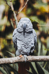 Portrait d'un magnifique perroquet gris du Gabon ou Psittacus erithacus