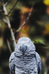 Fototapeta premium Portrait d'un magnifique perroquet gris du Gabon ou Psittacus erithacus