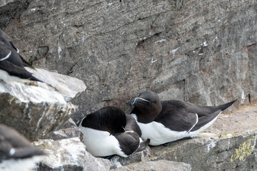 Razorbill birds, nesting on the cliffs of Latrabjarg Iceland