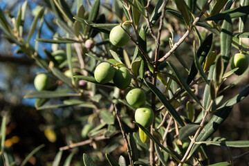 green olives on tree