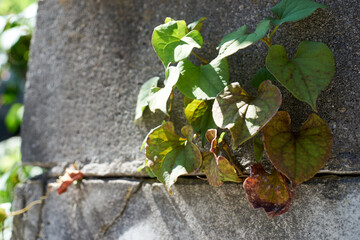 コンクリートの隙間に生える植物、雑草