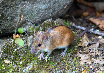A close-up of an Apodemus agrarius mouse on the ground in its natural habitat