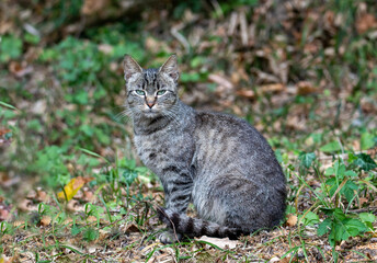 A close-up with a young wild cat - Felis silvestris sitting on the ground in the forest
