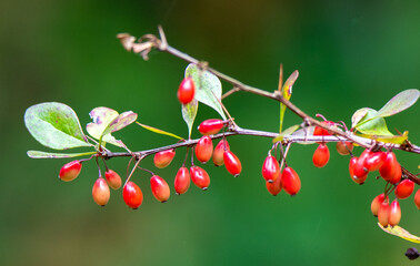 Obraz premium a close-up of red fruits of Berberis vulgaris on a branch