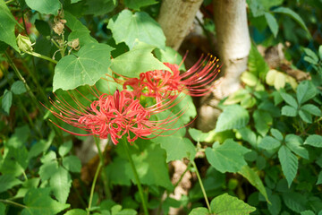 赤い彼岸花