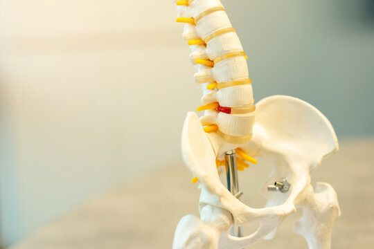 close up  on cervical spine of human skeleton at lower back and sacrum bone at doctor's clinic room for treatment and healthcare concept