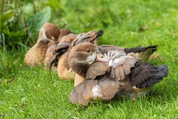 Fototapeten A gosling of Egyptian geese (Alopochen aegyptiaca) lies and cleans its feathers © ptashkan