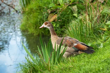 Fototapeten An adult Egyptian goose (Alopochen aegyptiaca) is preparing to jump from the shore into the water © ptashkan