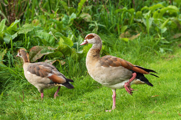 Portrait of an adult male Egyptian goose (Alopochen aegyptiaca) resting on one leg with a female descending towards the water in the background