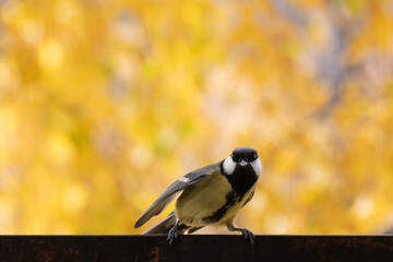 titmouse portrait on a tree branch close up