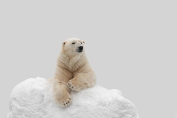 Funny white bear. Polar bear in a funny pose.