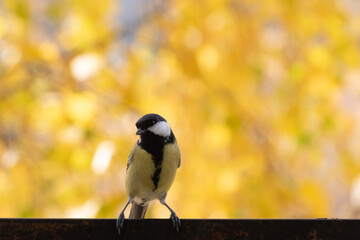 Obraz premium titmouse portrait on a tree branch close up