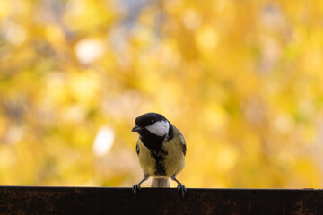 titmouse portrait on a tree branch close up