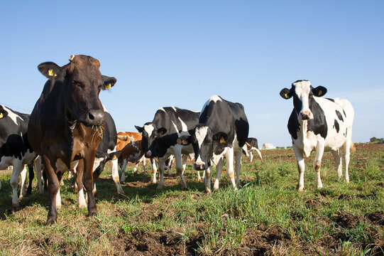 Un Gregge Delle Mucche Al Pascolo Del Campo Di Verde Di Estate