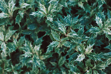 Fresh green Holly leaves (Ilex aquifolium (meserveae) in a summer garden.