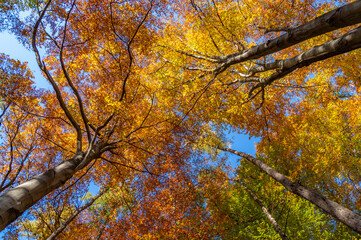 Colorful autumn beech trees