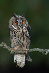 Beautiful long-eared owl (Asio otus) sitting on a branch in Gelderland in the Netherlands 