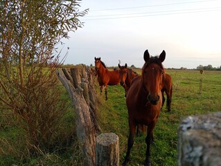 Three red horses near a fence made of old oak trunks. Three horses are resting on the pasture.