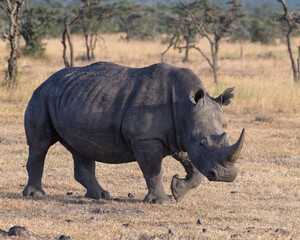 Obraz premium White Rhino, Masai Mara, Kenya