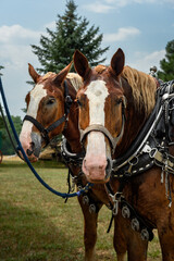 Draft Horses Tied to Trailer Look Out