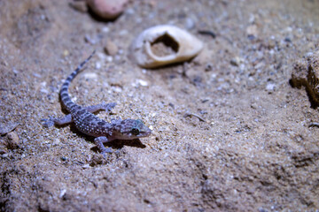 Gecko, lizard in natural conditions