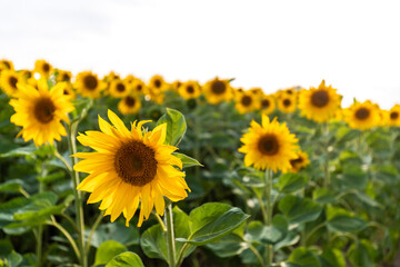 Obraz premium Große Sonnenblumen im Sommer auf einem Feld