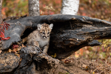Cougar Kitten (Puma concolor) Sits Inside Log Looking Down Autumn