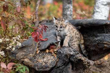 Cougar Kitten (Puma concolor) Creeps Out From Inside Log Autumn