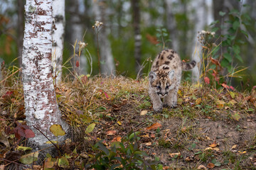 Cougar Kitten (Puma concolor) Walks Down Embankment Looking Right Autumn