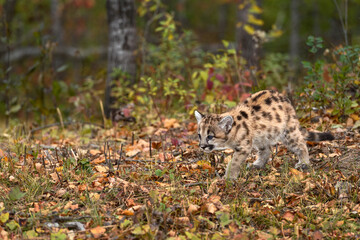 Cougar Kitten (Puma concolor) Stalks Left Across Forest Floor Autumn