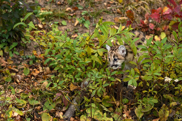 Cougar Kitten (Puma concolor) Pokes Head Through Plants Autumn
