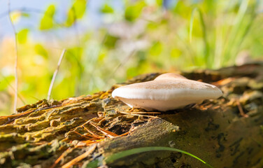 Birch polypore and rotten wood in backlight