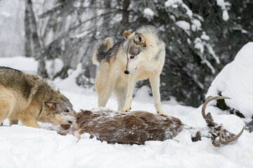 Grey Wolf (Canis lupus) Stands on Top of Deer Carcass Looking Down at Packmate Winter