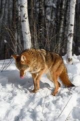 Coyote (Canis latrans) Lowers Head Licking Nose Winter