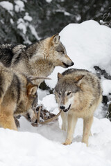 Grey Wolf (Canis lupus) Stands Next to Packmates Chewing on Deer Antlers Winter