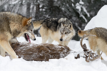 Grey Wolf (Canis lupus) Stares at Packmate Over Body of White-Tail Deer Winter