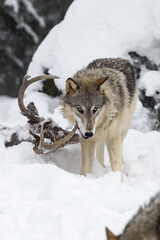 Grey Wolf (Canis lupus) Chews on Antlers of White-Tail Deer Body Winter
