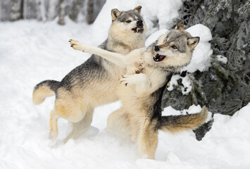 Grey Wolves (Canis lupus) Stand on Back Legs Snarling and Flailing Winter