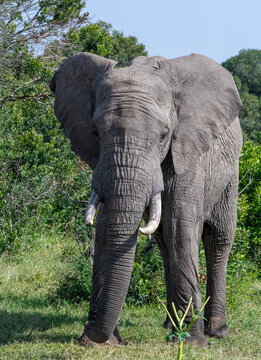 African Elephant, Masai Mara, Kenya