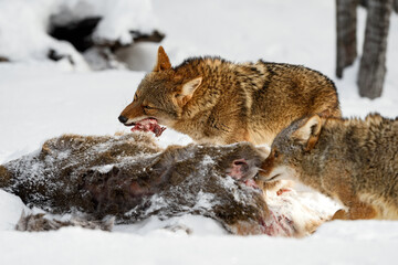 Coyote (Canis latrans) Munches on Meat From Deer Body Winter