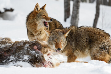 Coyotes (Canis latrans) Look Up From Deer Body Mouths Open Winter