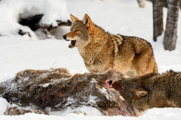 Coyote (Canis latrans) Stands Over Deer Body Mouth Open Winter