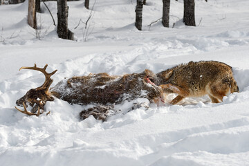 Coyote (Canis latrans) Ears Deep in Body of Deer Winter