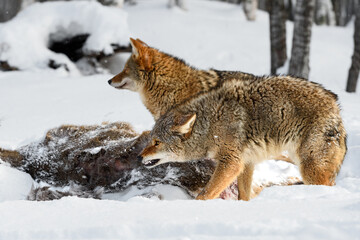 Coyote (Canis latrans) Bares Teeth at Deer Body Winter