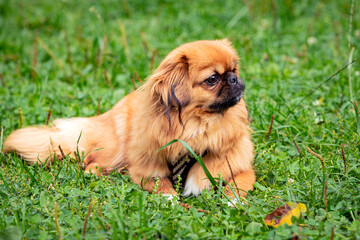 Naklejka na ściany i meble Pekingese Portrait of a happy dog ​​lying in the grass on a summer walk. A red Pekingese is resting in a field and enjoying the sun's rays. Fluffy hairy little dog playing close up