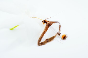 白バックに白いアラビアジャスミンの花に口吻を伸ばすウリノメイガという害虫