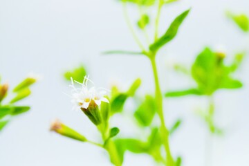 ホワイトバックに可愛らしい白のアマハステビアの小さな花