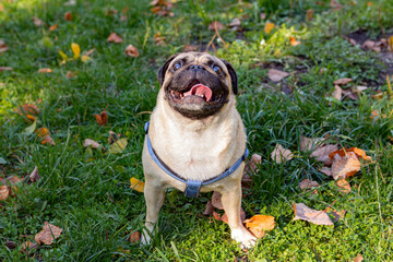 Fototapeta premium Small pug dog in autumn park on the grass among fallen leaves