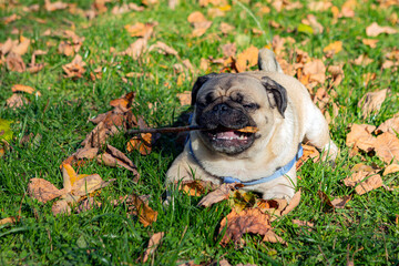 Small pug dog in autumn park on the grass among fallen leaves